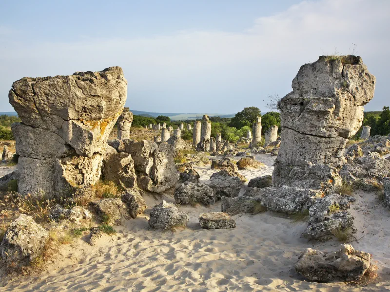Stone Forest